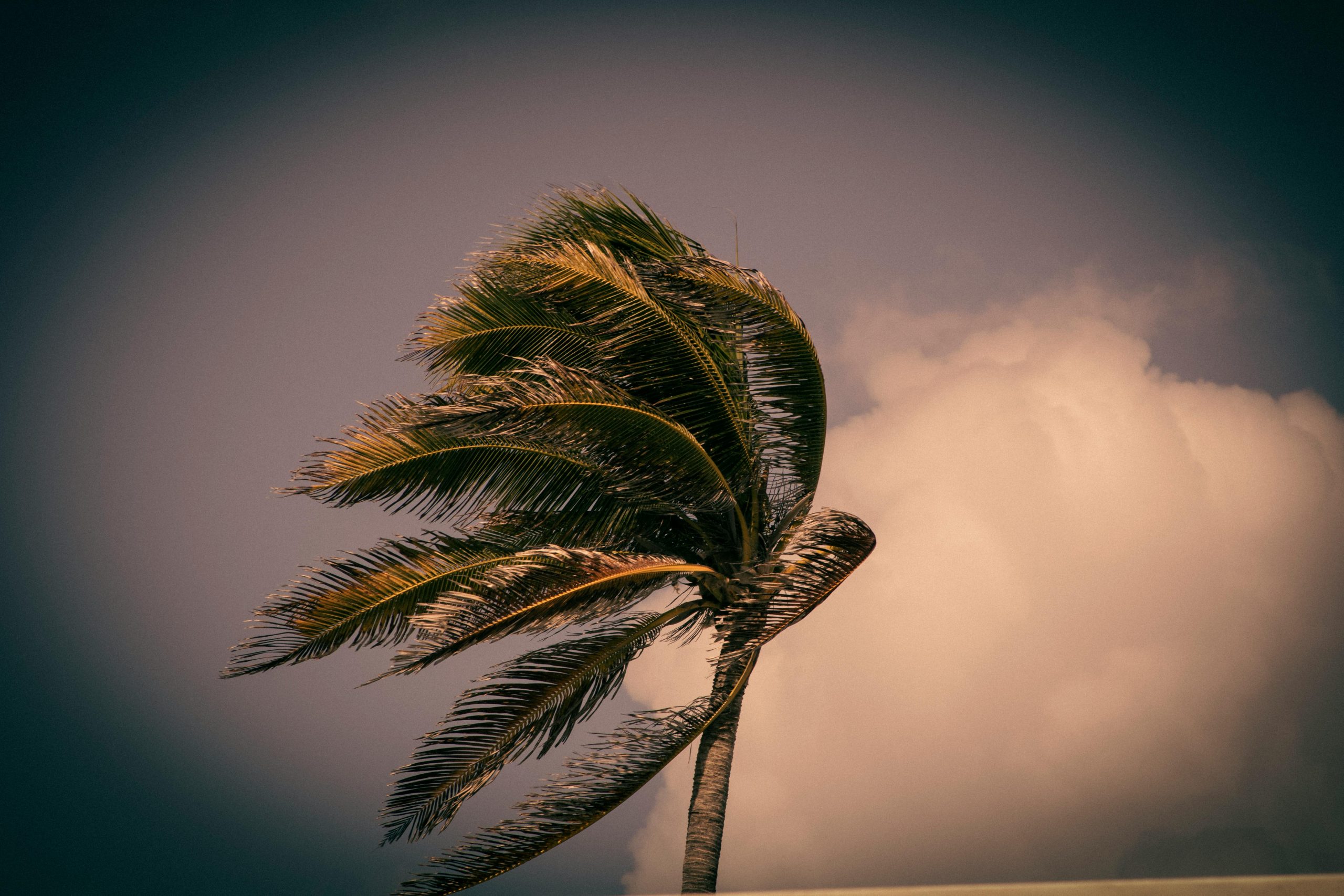 Palm tree being blown by the wind